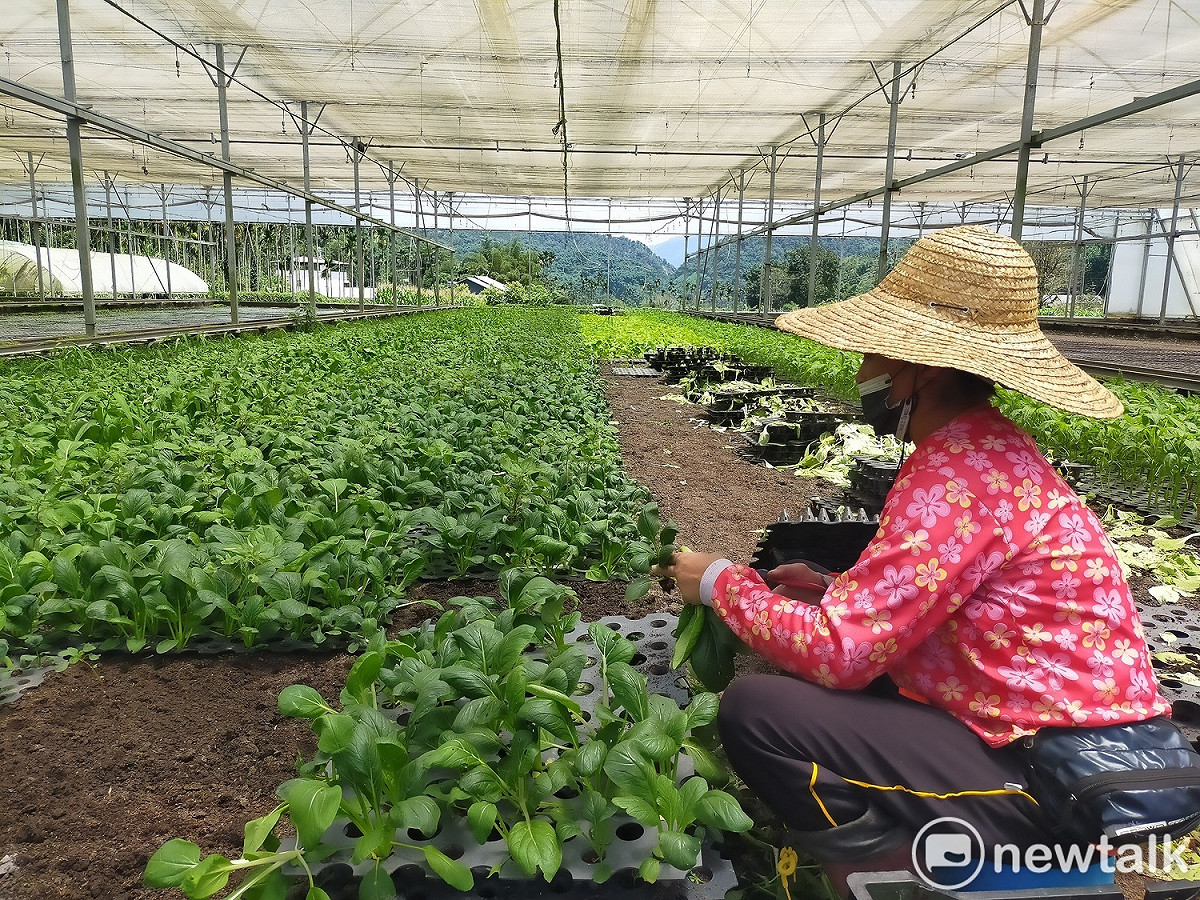神農山莊不使用任何農藥與化學肥料、除草劑，尊重自然順時而耕。 圖:唐復年/攝