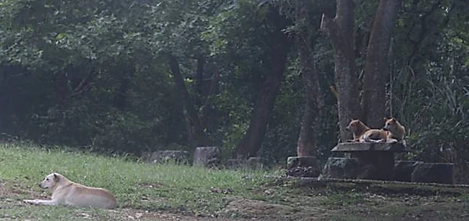 里長積極溝通，讓流浪犬走向山林，不僅牠們有自己生活的空間，更不會造成用路人困擾。 圖：新北市動保處提供