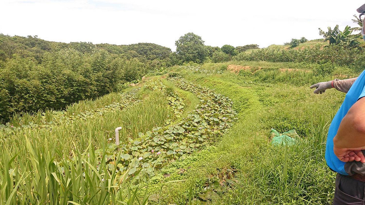 石門水梯田。 圖：新北市農業局提供