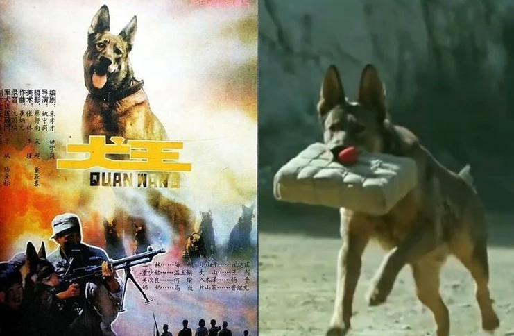 姚守崗為了講求「畫面真實」，竟要退役軍犬叼著炸彈奔跑，並將牠活生生被炸死的過程拍攝下來。 圖：翻攝微博