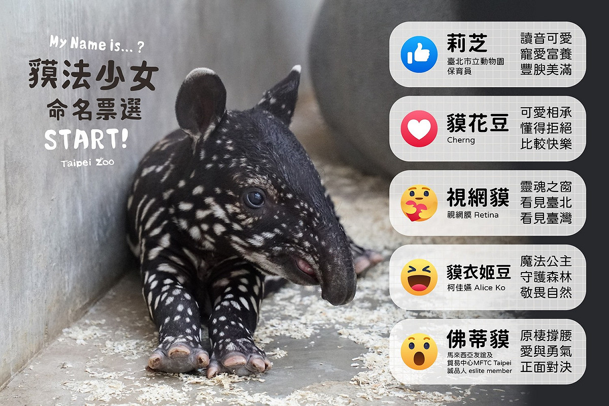 台北市立動物園發起「貘法少女」的命名票選，活動時間到9月3日深夜11點59分。 圖：翻攝臺北市立動物園