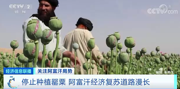2018 年，鴉片產業占到阿富汗經濟總量的 11%。 圖 : 翻攝自央視