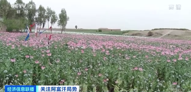 阿富汗的鴉片田。 圖 : 翻攝自央視