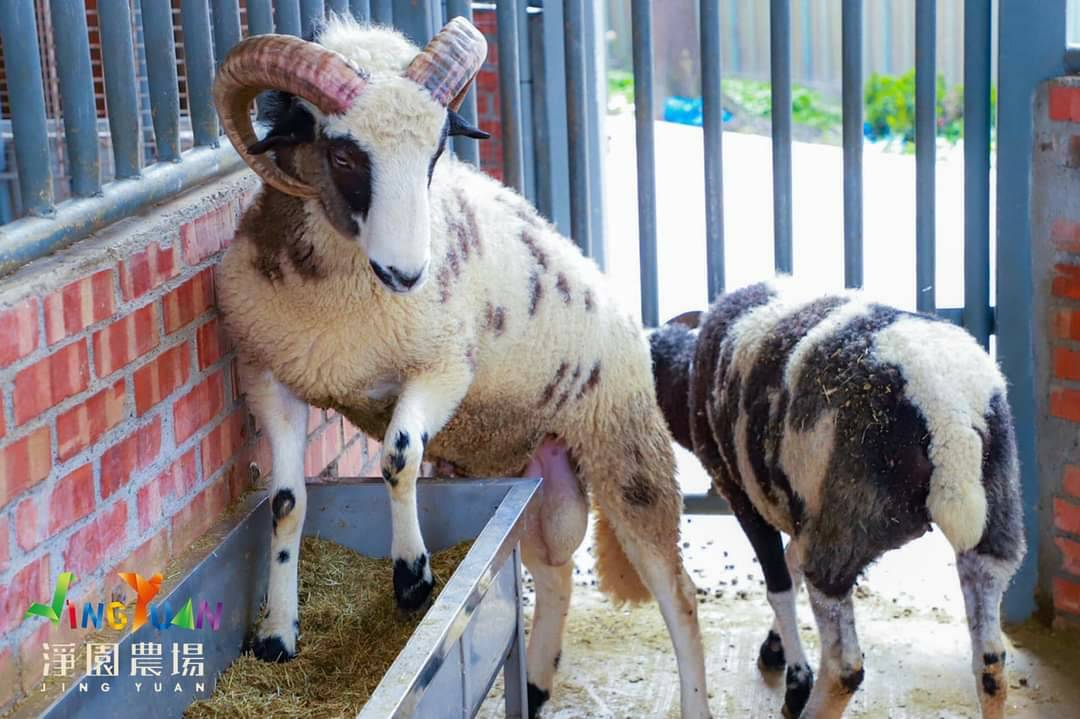 淨園農場養了多種可愛動物 。 圖：翻攝淨園農場臉書