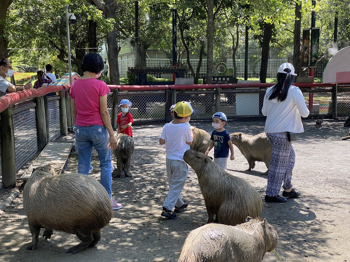 頑皮世界水豚互動體驗。 圖：台南觀旅局／提供