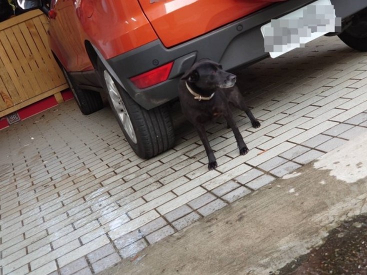 疏縱犬隻路上遊蕩沒人伴陪，最高開罰15000元。 圖：新北市動保處提供