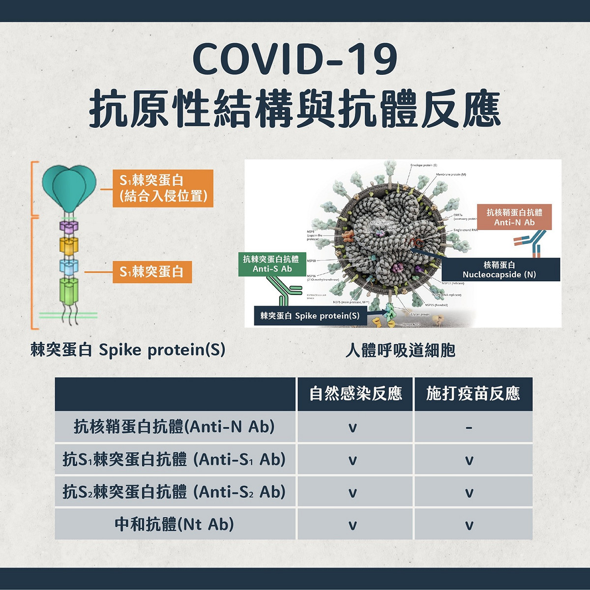 Covid-19抗原性結構與抗體反應。 圖：台北市政府 / 提供