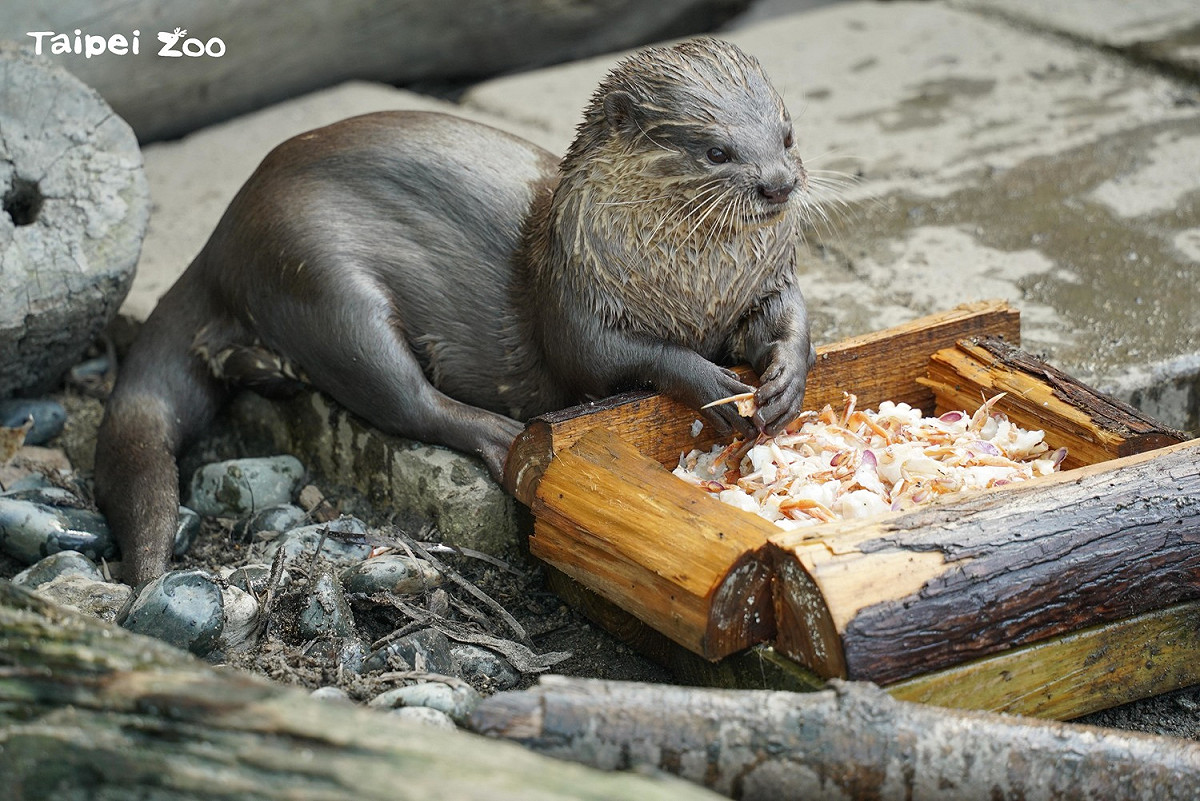 這擺盤是不是很高級？！ 圖：台北市立動物園／提供