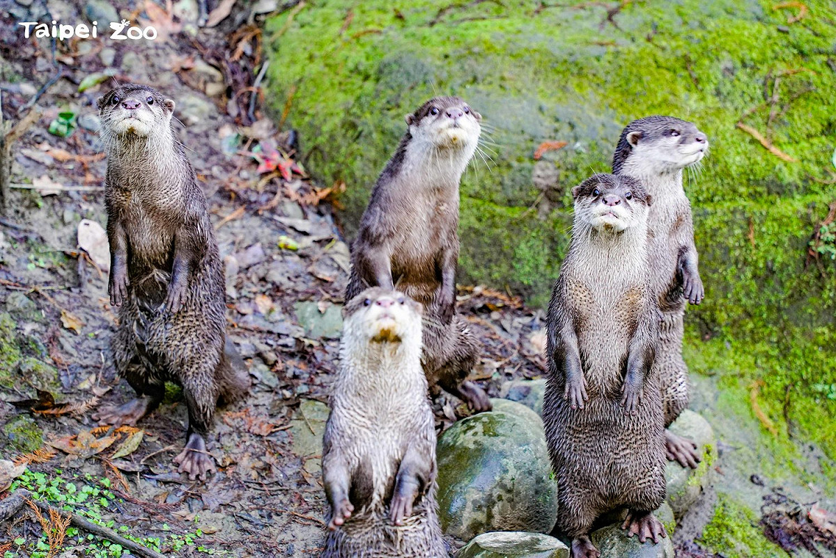 保育員：吃螃蟹好不好？小爪水獺：有魚嗎？我們比較愛吃魚 圖：台北市立動物園／提供