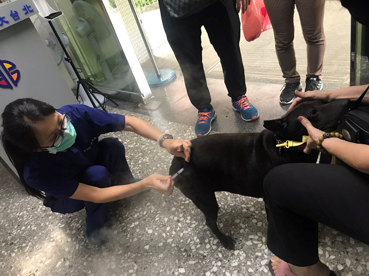 樹林高中教職員帶ASUS至動保處施打狂犬病疫苗。 圖：新北市動保處提供