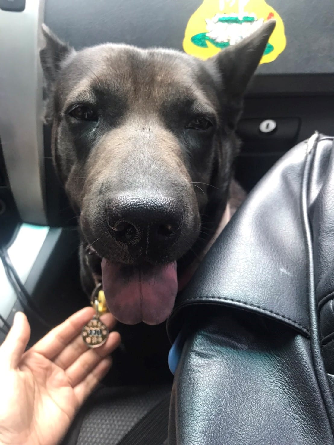 ASUS打完預防針，掛上新犬牌，準備回家囉！ 圖：新北市動保處提供