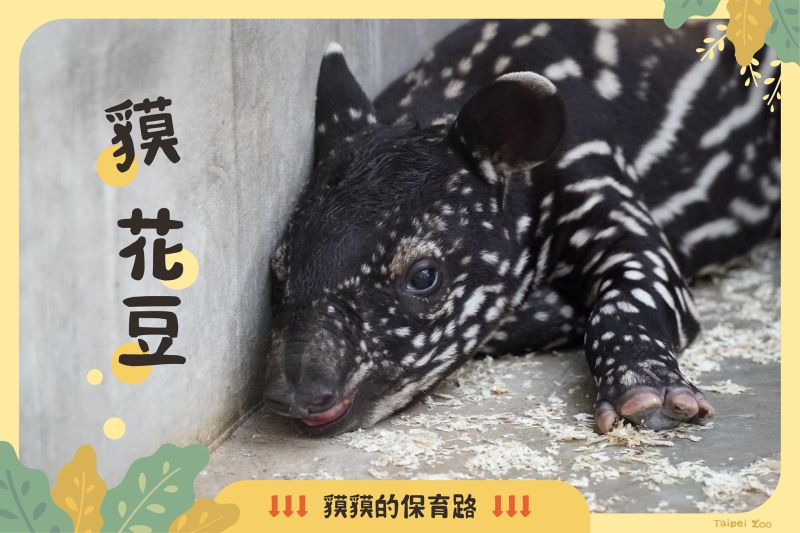 ▲馬來貘寶寶最後由有著「最強乾爹」之稱的插畫家Cherng提名「貘花豆」以14萬高票中選。（圖／台北市立動物園）