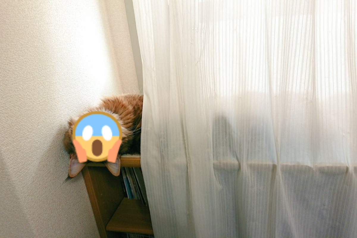 日本一隻貓咪以奇怪的姿勢盯著飼主引起網友熱烈討論。 圖：翻攝自twitter帳號CMintem