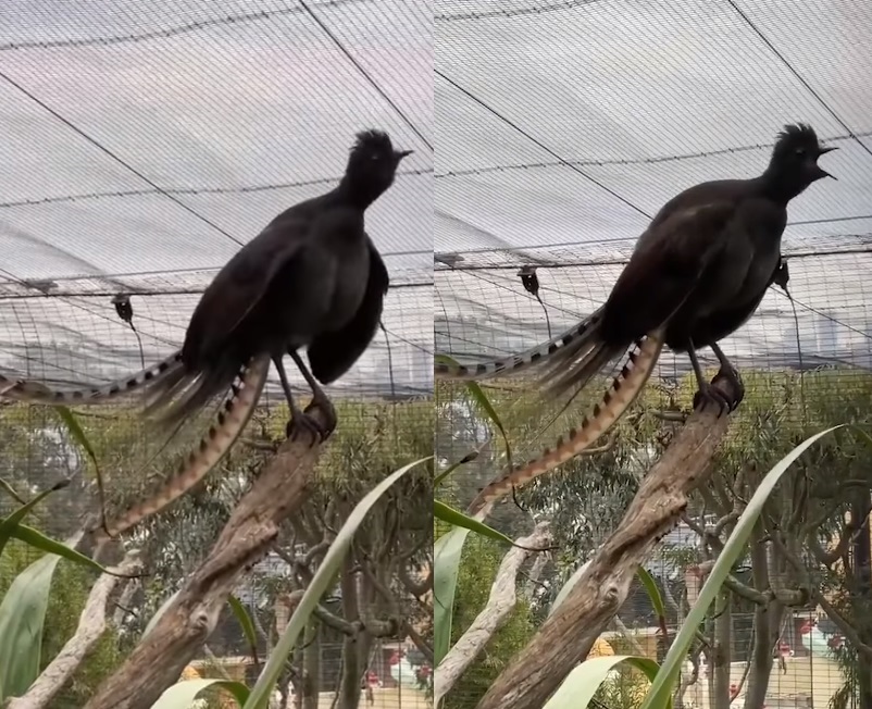 澳洲琴鳥神模仿嬰兒淒厲哭聲爆紅。 圖:Taronga Zoo臉書