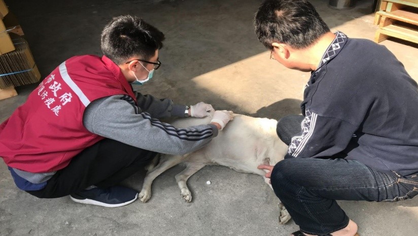 新北市動保處獸醫師協助廠家飼養犬隻完成狂犬病疫苗注射。  圖：新北市動保處提供