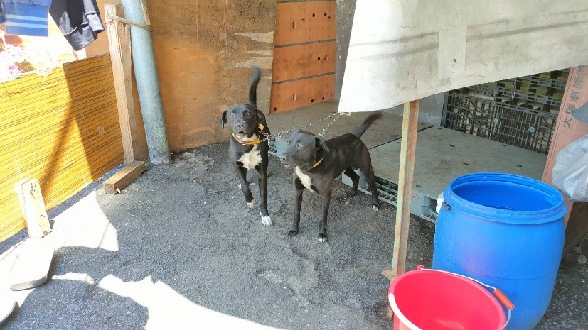 新北市塭仔圳重劃區內的工廠犬大多有繫上繩子。 圖：新北市動保處提供