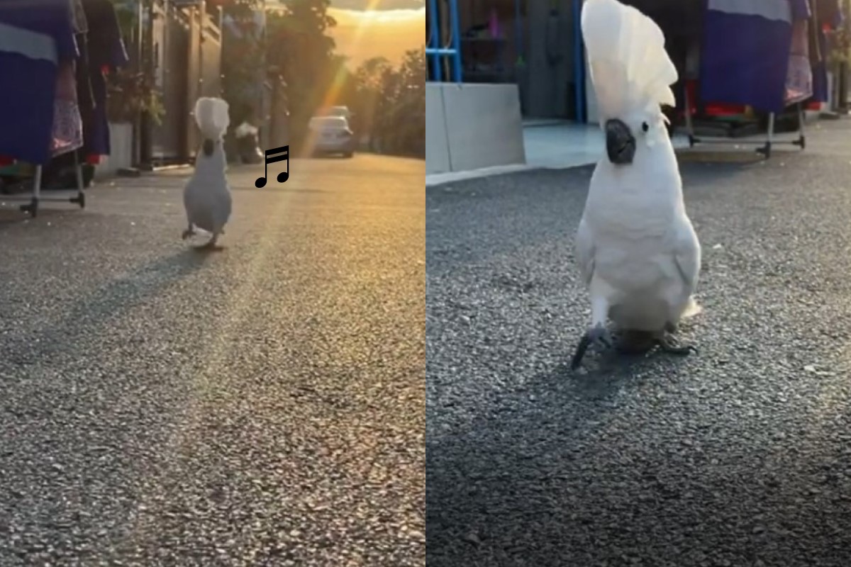 泰國一隻鳳頭鸚鵡將道路當成伸展台！ 圖：翻攝自IG帳號cockatoo.casper