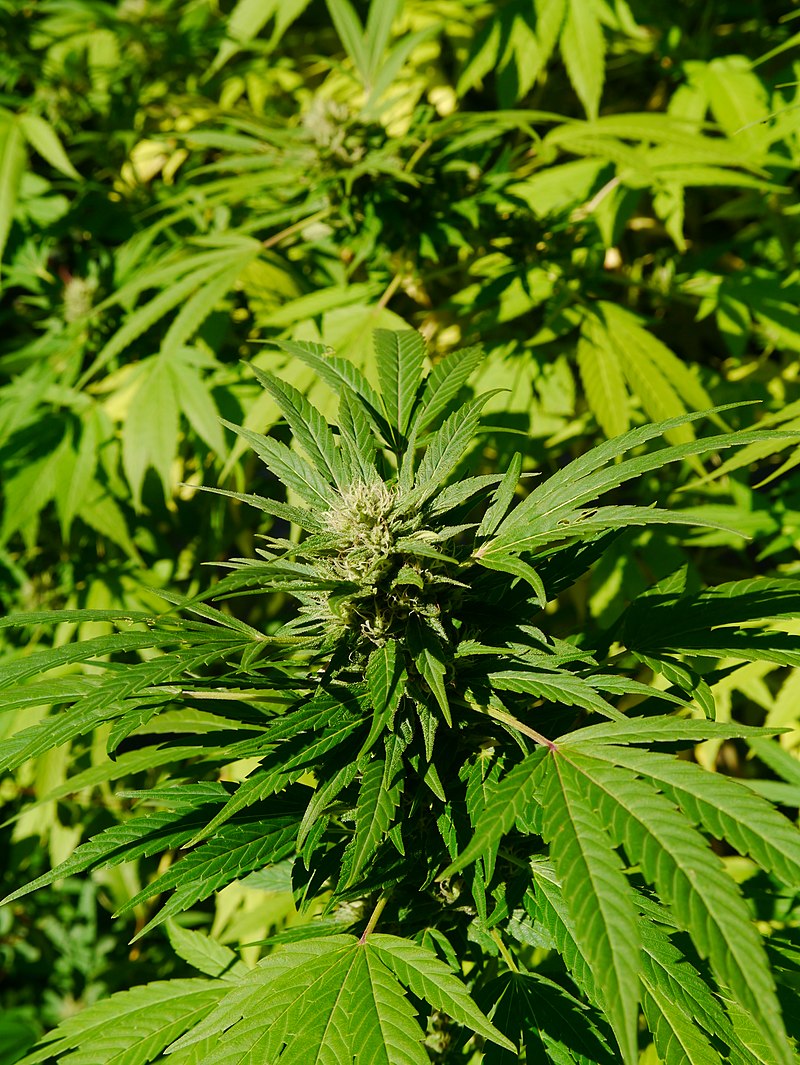 大麻。 (示意圖) 圖：截取自維基百科