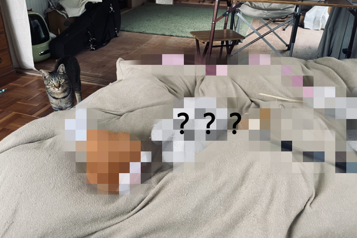 日本一名飼主打完疫苗後發燒，她的虎斑貓竟然做出一貼心舉動！ 圖／twitter帳號1Shuo