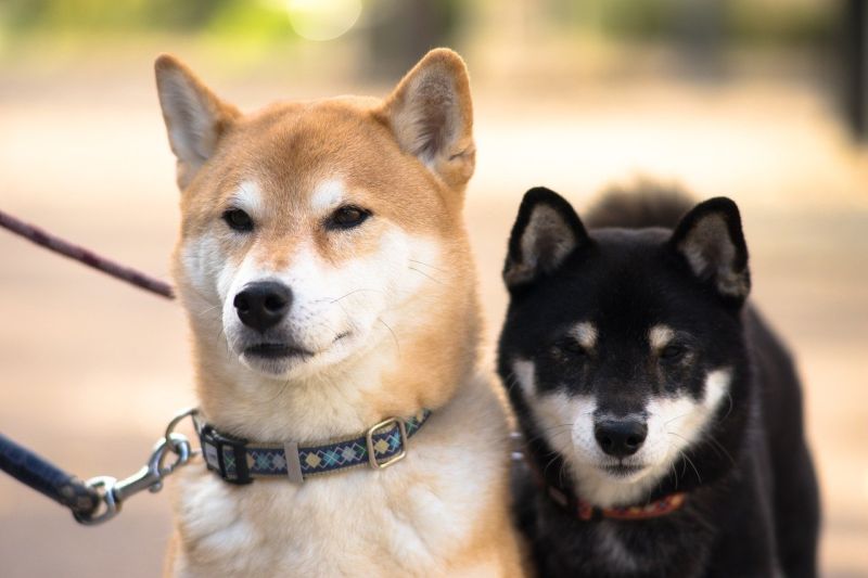 近日有網友好奇在PTT詢問大家「現在最夯的狗是柴犬嗎？」結果全場紛紛贊同，直誇「柴犬真的超可愛，而且很乖、不會亂叫，又不會咬人。」 圖／取自pixabay