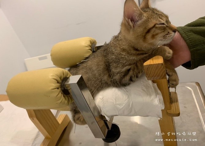 寵物長照動物醫院用針灸治療貓咪癱瘓。（取自貓小可部落客）。  圖：新北市動保處提供