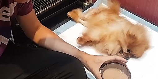 長照機構人員餵食癱瘓毛寶貝流質食物（取自女生宿舍特定寵物長照之家）。   圖：新北市動保處提供