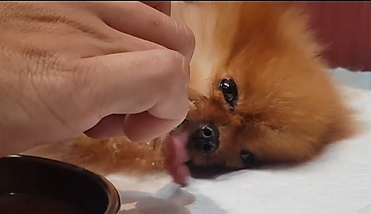 長照機構人員餵食癱瘓毛寶貝流質食物（取自女生宿舍特定寵物長照之家）。  圖：新北市動保處提供