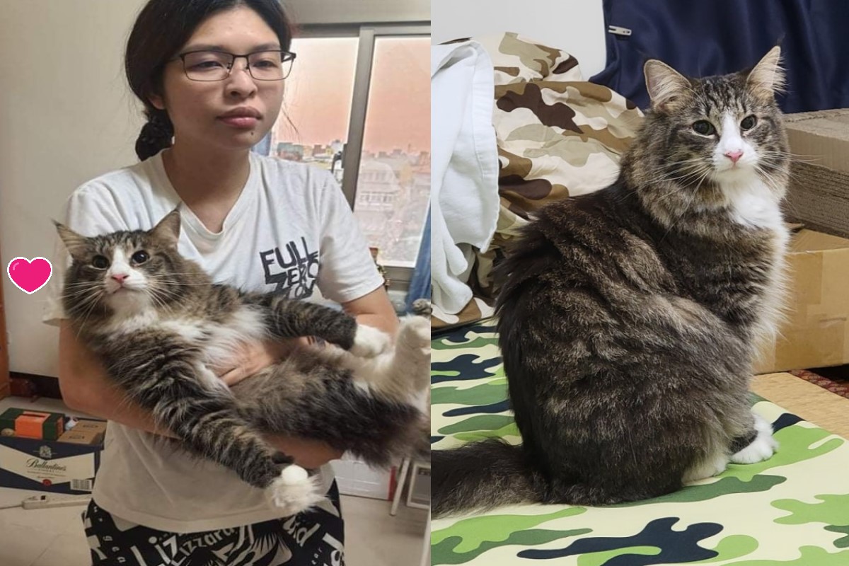 網友鄭小姐日前半夜遇見巨貓闖入家裡，還要求陪玩一整晚讓她大喊好厭世！ 圖／網友鄭涵文授權提供