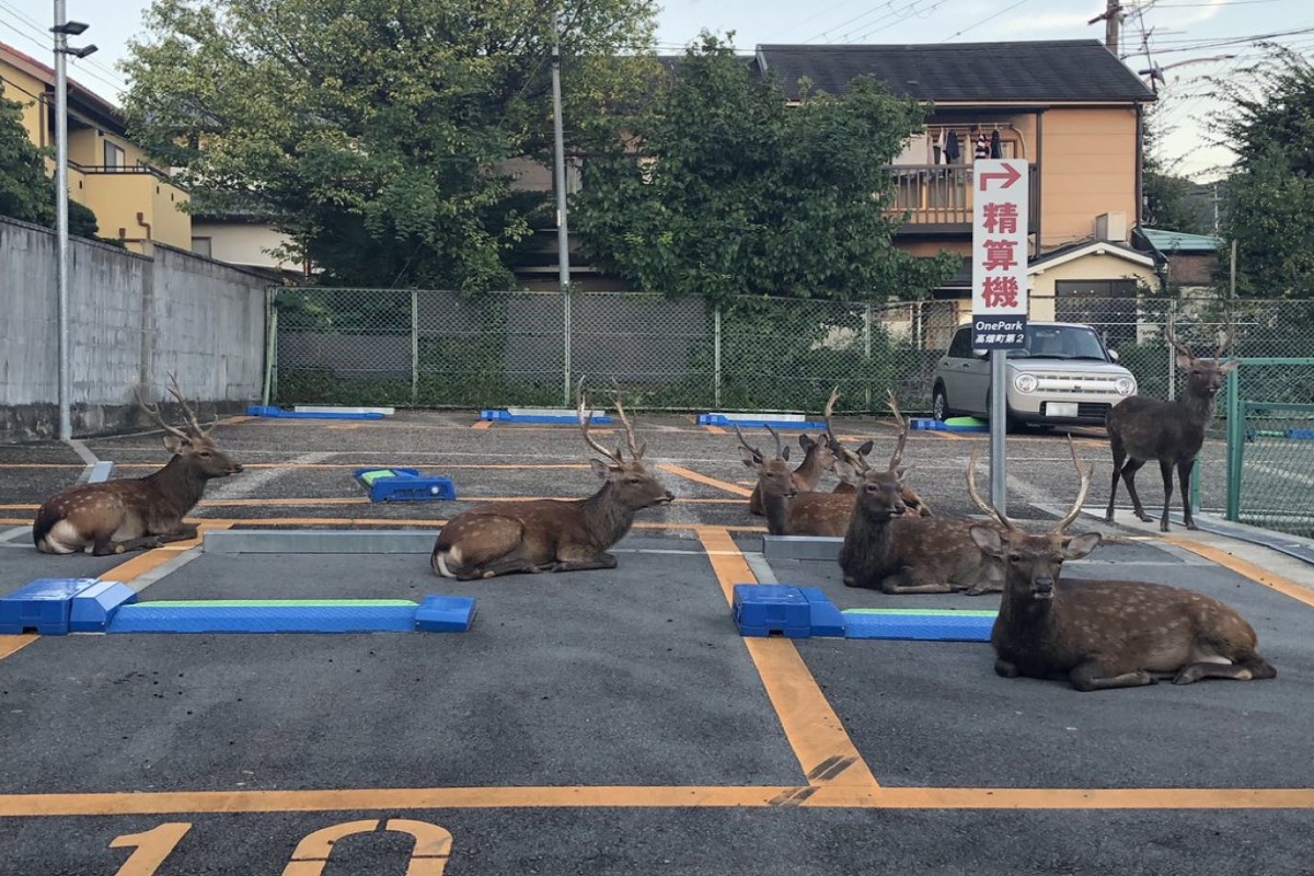 日本一座停車場裡聚集了一群野生鹿！ 圖／twitter帳號Steve_Eto