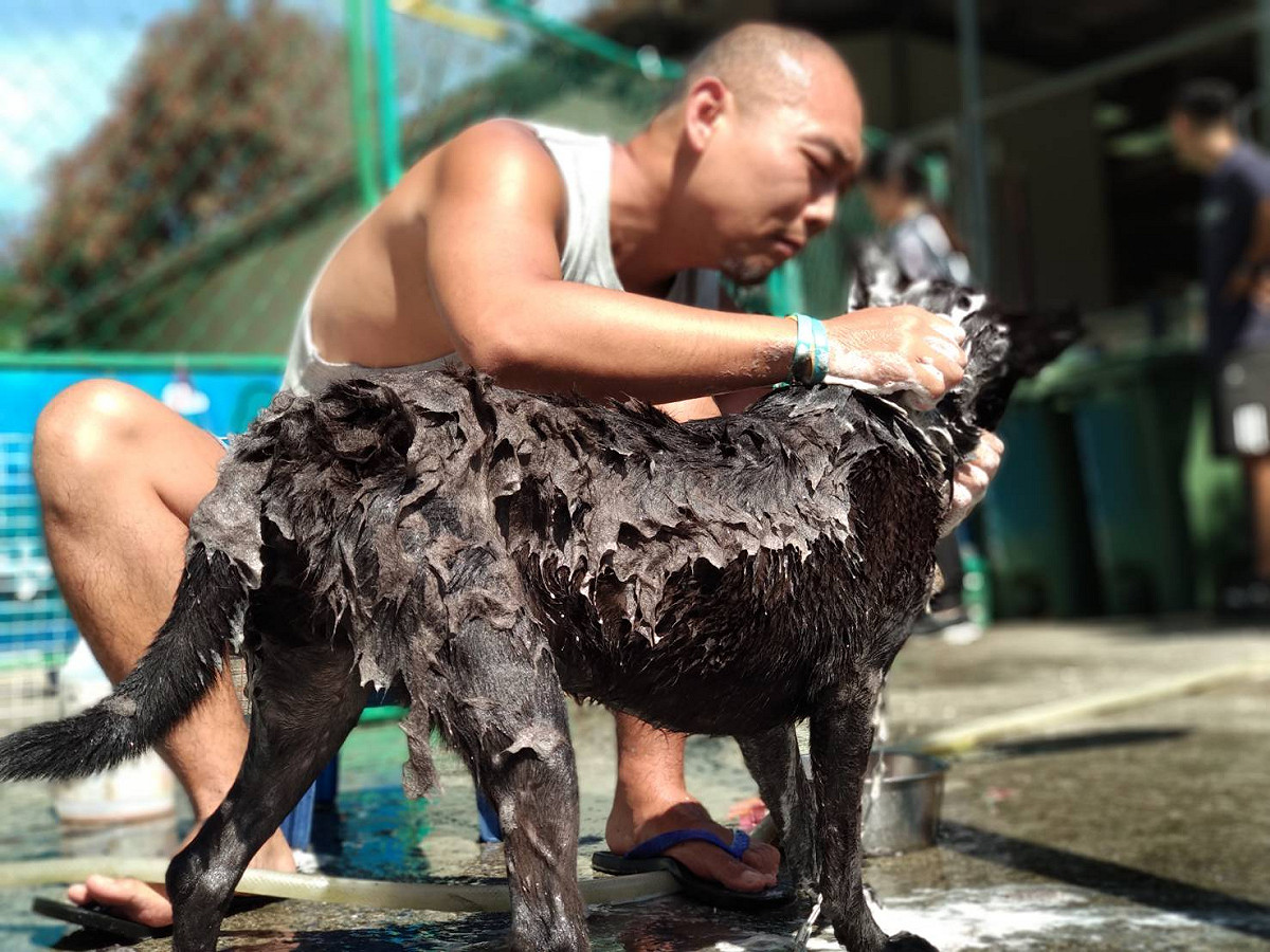 6年來盧政經常頂著豔陽烈日，替浪犬洗香香，至今逾3000多隻。 圖：新北市動保處提供