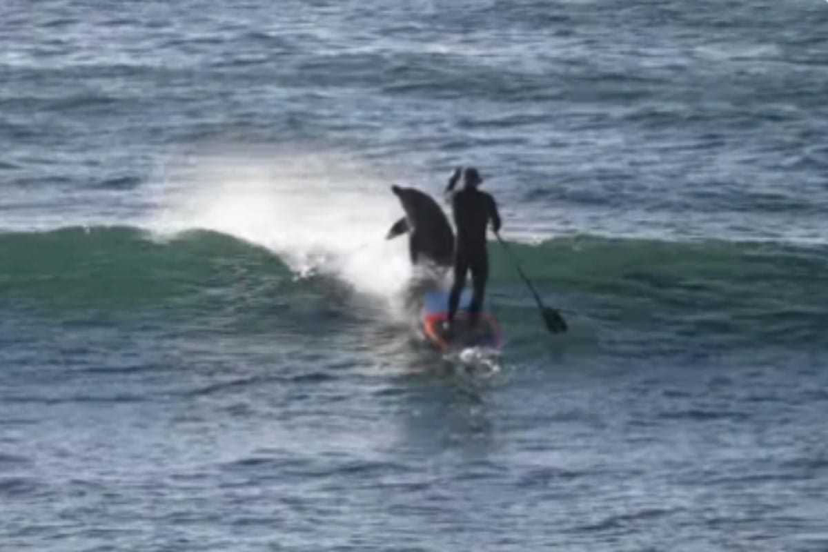 國外一名男子練習立槳衝浪時，竟遭野生海豚撞飛！ 圖：翻攝自IG帳號lubricatedsurf