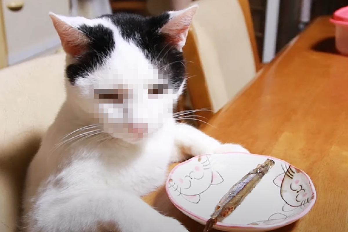 見奴才呈上的魚小小一條，貓咪滿臉傻眼。 圖：翻攝自Youtube帳號：かご猫 Blog