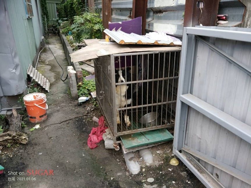 新北市動保處今年1月訪查蘆洲區籠鍊犬。 圖：新北市動保處提供