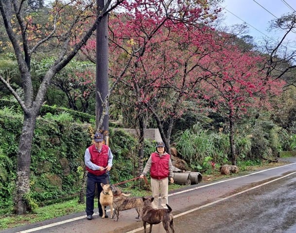 新北市動物之家每周有動保員或志工遛收容犬隻。 圖：新北市動保處提供