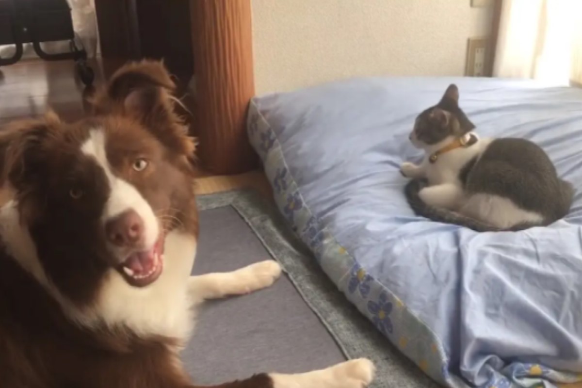 日本一隻邊境牧羊犬的睡窩被貓咪霸占，無奈地看向主人！ 圖：翻攝自twitter帳號UNI_BorderC