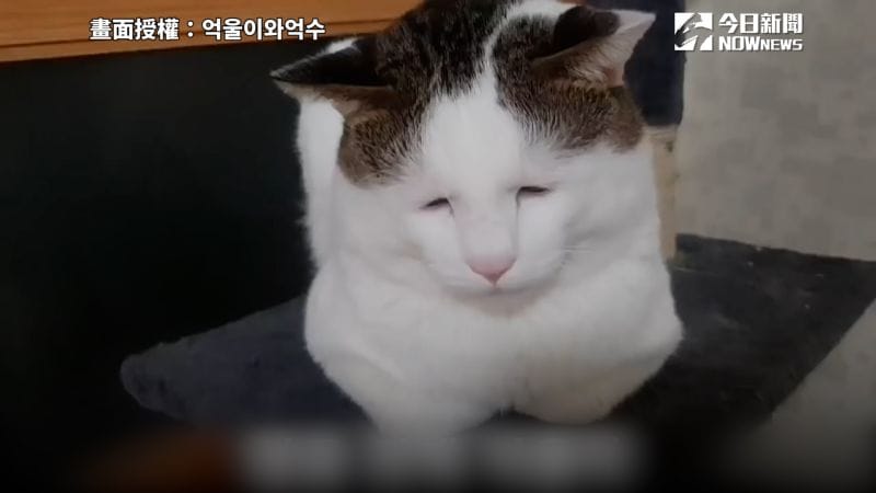 ▲南韓貓咪「억울이」因天生的無辜委屈臉，在網路上爆紅。 圖：억울이와억수 ／ 授權