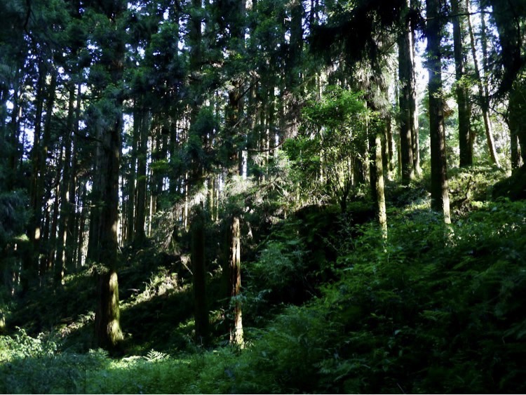良好管理的植樹造林地能創造優美景觀並淨化空氣。 圖：新北市農業局提供
