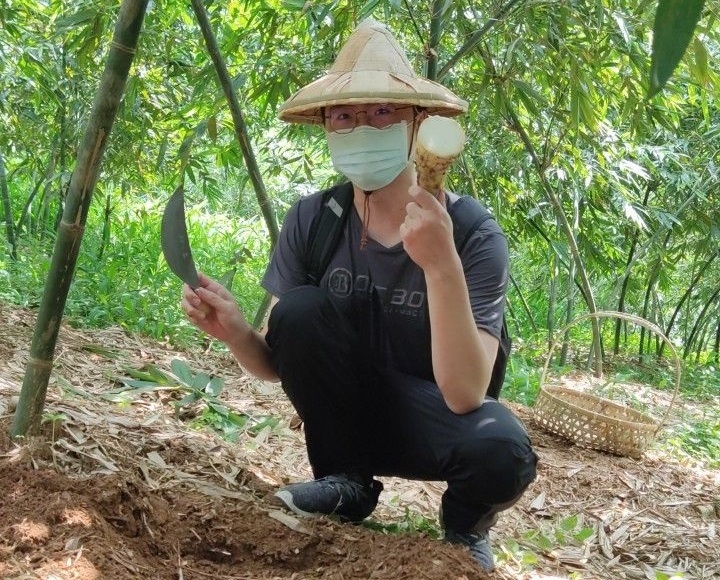 新北綠竹筍品質全台之冠。 圖：新北市農業局提供