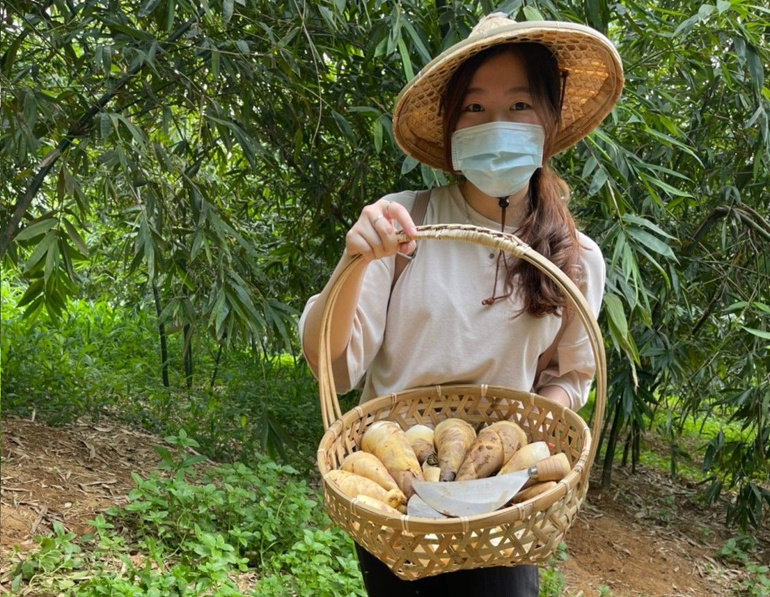 新北綠竹筍白彎矮肥。 圖：新北市農業局提供