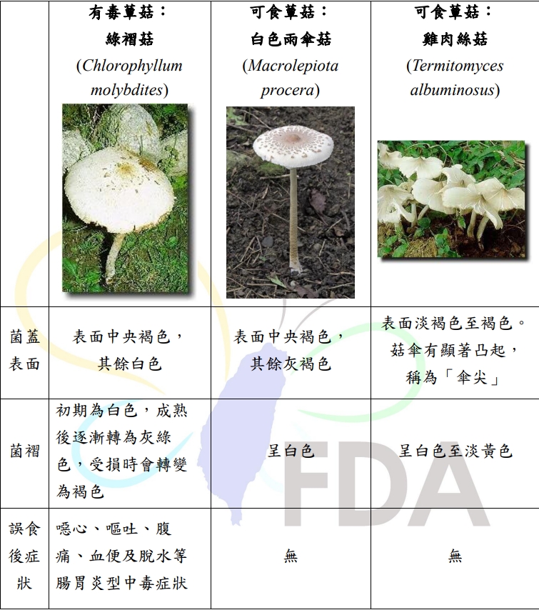 綠褶菇外表看起來像白色雨傘菇、雞肉絲菇相似。 圖：食藥署/提供