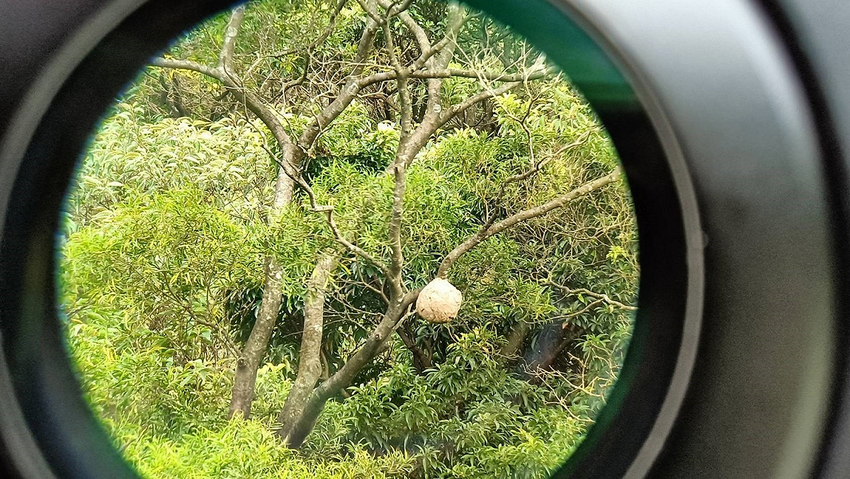 望遠鏡也能清晰觀察遠處虎頭蜂窩照片。 圖：新北市動保處提供