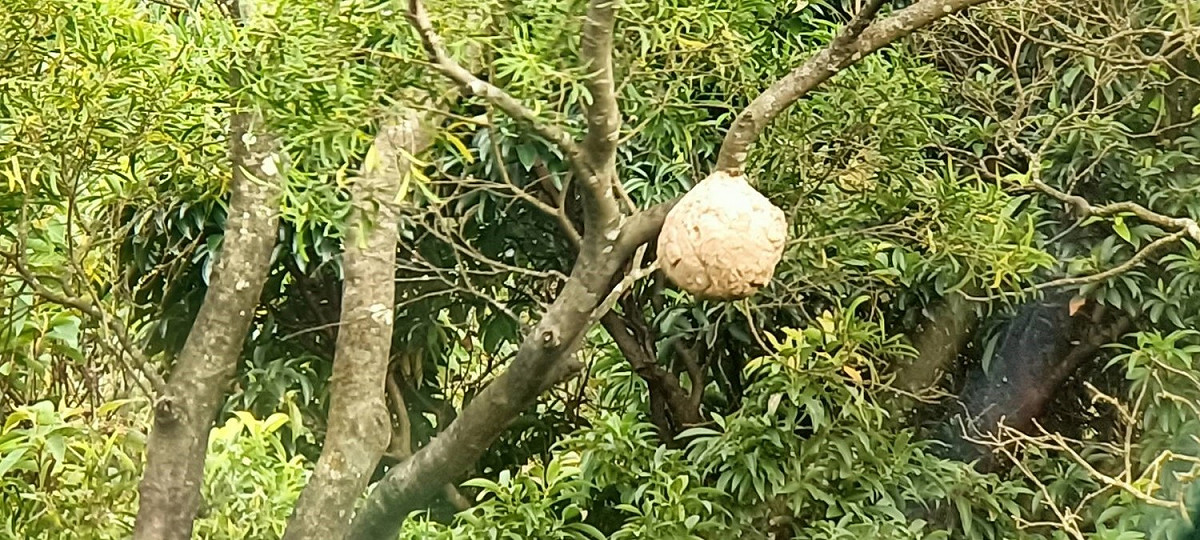 遠距虎頭蜂窩拍攝成果照片。 圖：新北市動保處提供