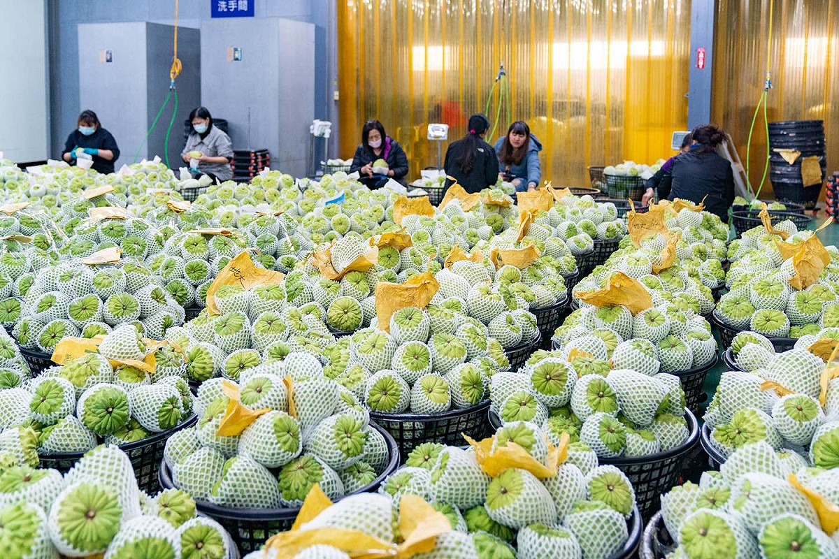 中國暫停從台灣輸入釋迦。 圖：翻攝自饒慶鈴臉書