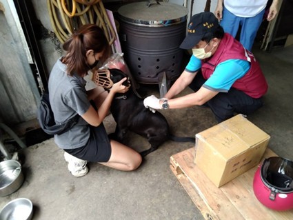 動保處獸醫協助工廠犬完成疫苗注射。 圖：新北市動保處提供
