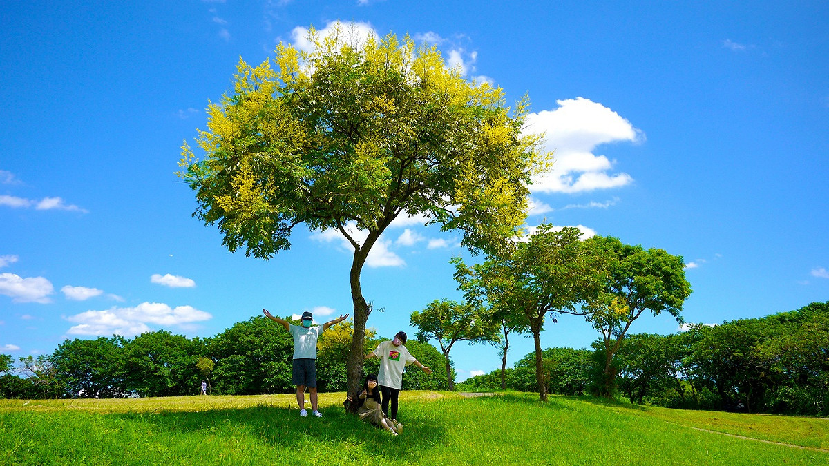 大漢溪右岸媽祖田河濱公園欒樹綻放。 圖：新北市水利局提供