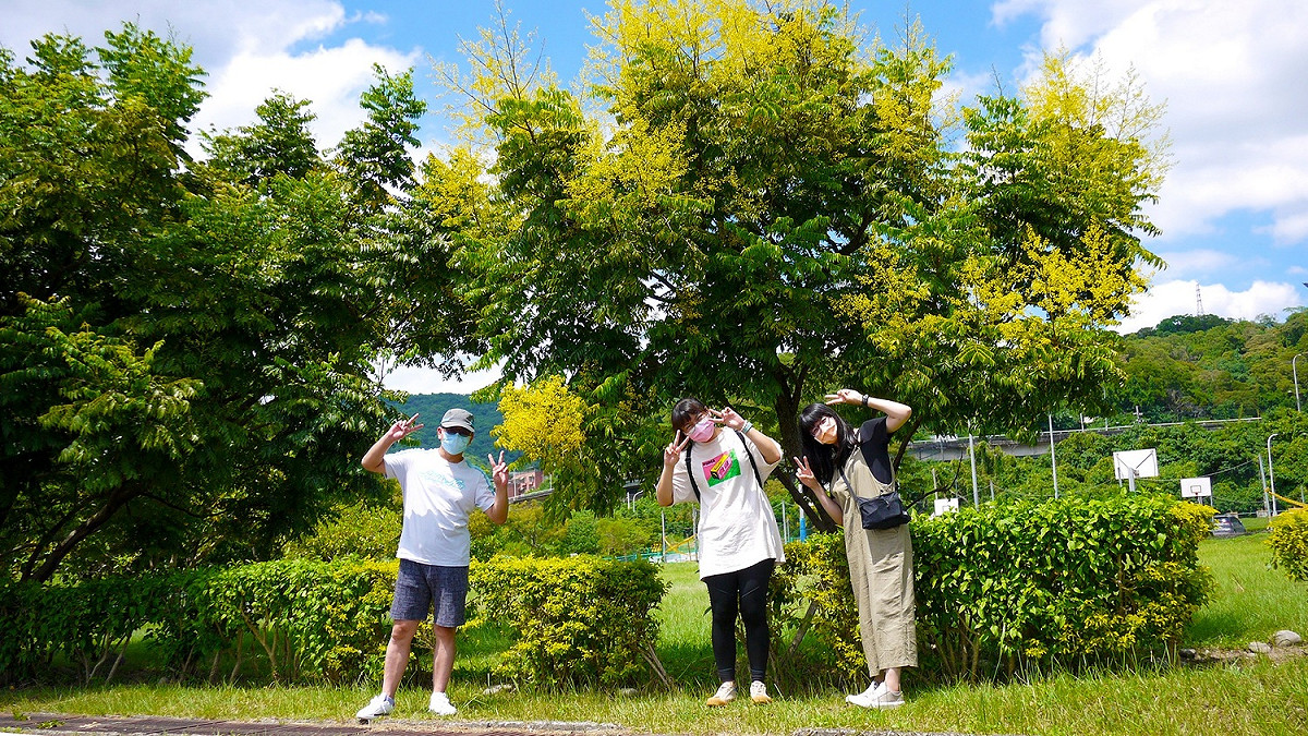 大漢溪左岸柑園露營區欒樹綻放。 圖：新北市水利局提供