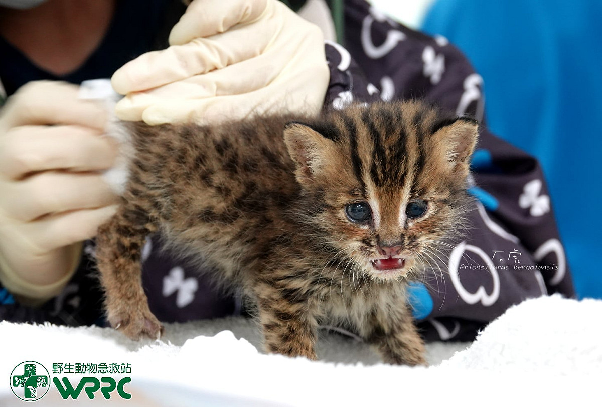 野生動物急救站表示，獲救小石虎健康狀況大致良好。 圖：擷取自臉書「野生動物急救站」