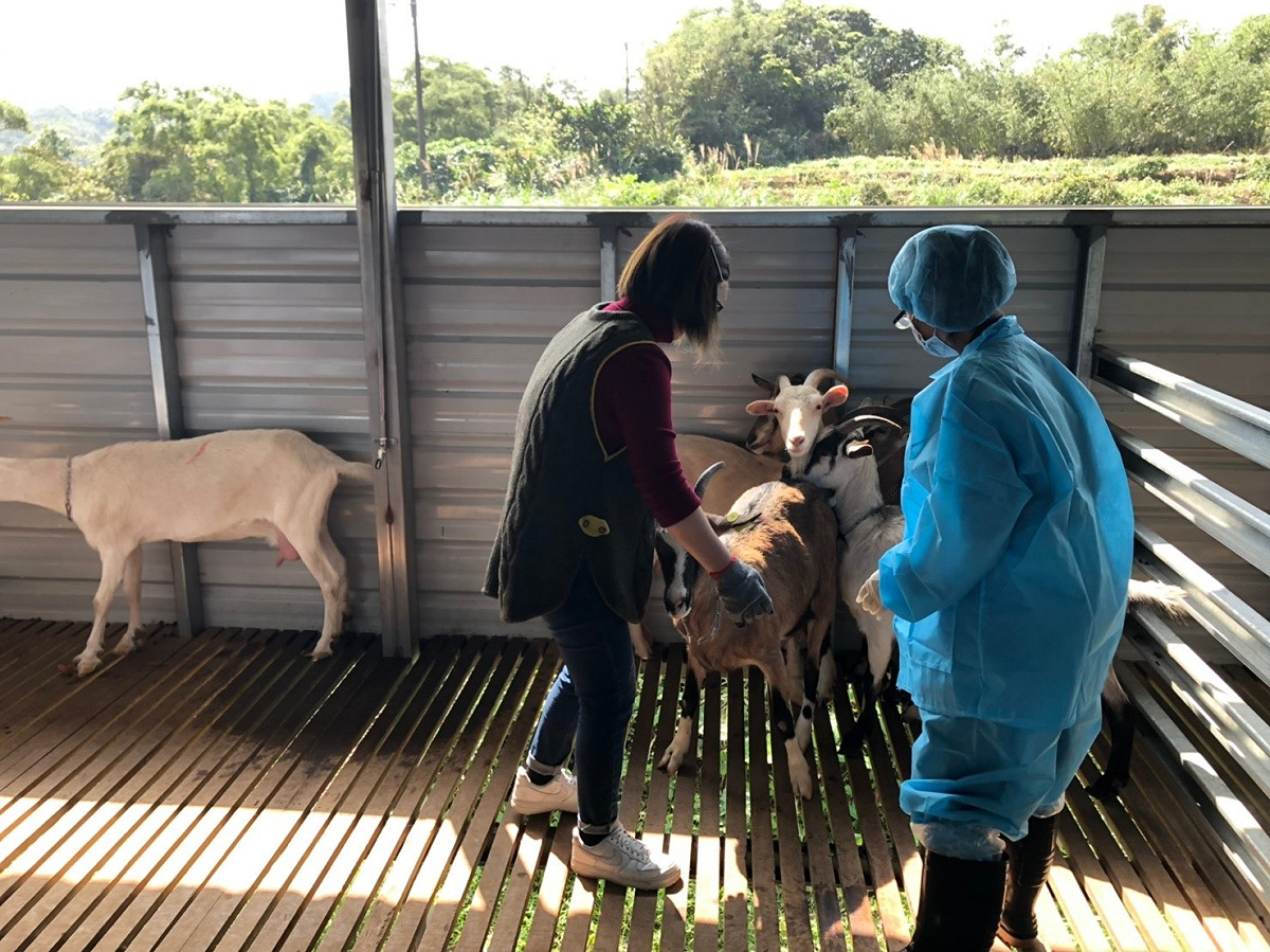養羊農友協助防疫人員安撫羊隻。 圖：新北市動保處提供