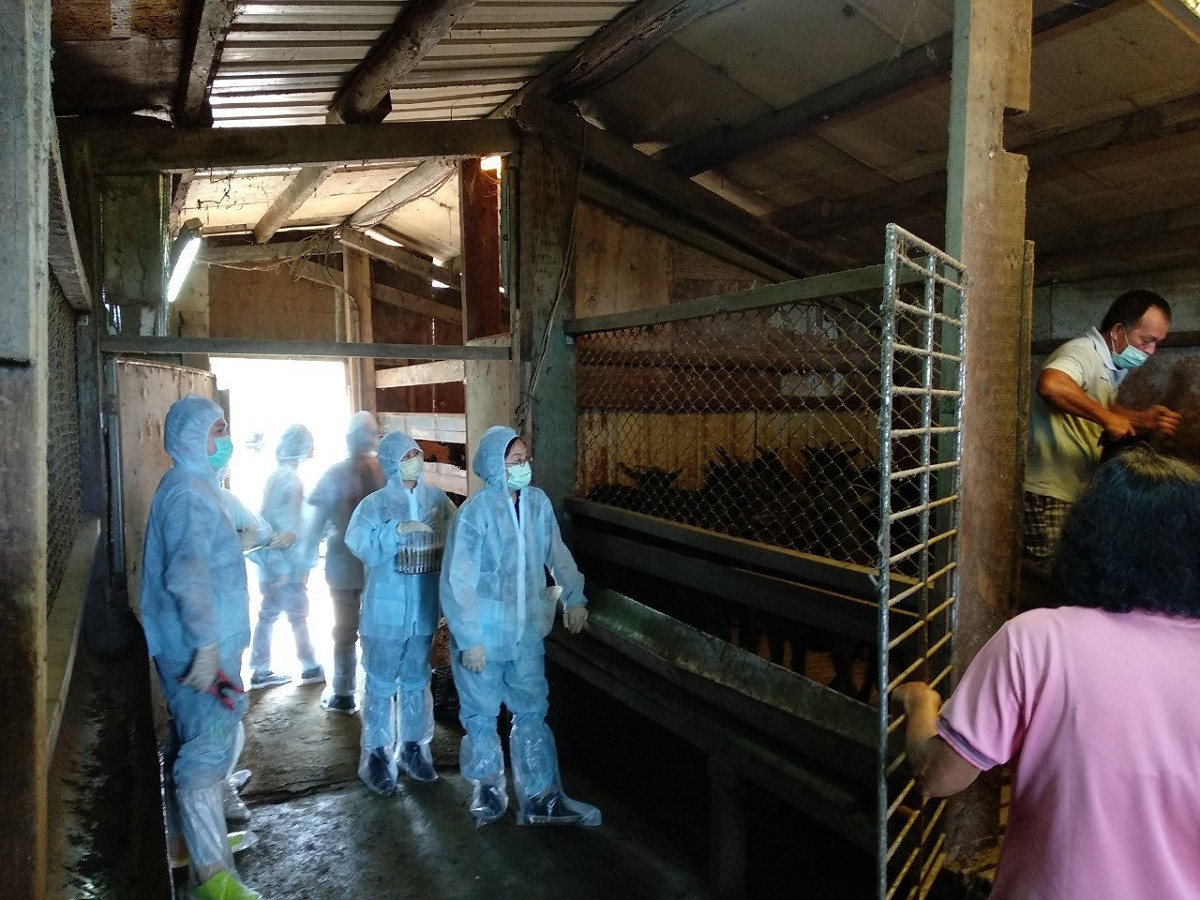 新北市動保處協助輔導養羊戶自主防疫。 圖：新北市動保處提供