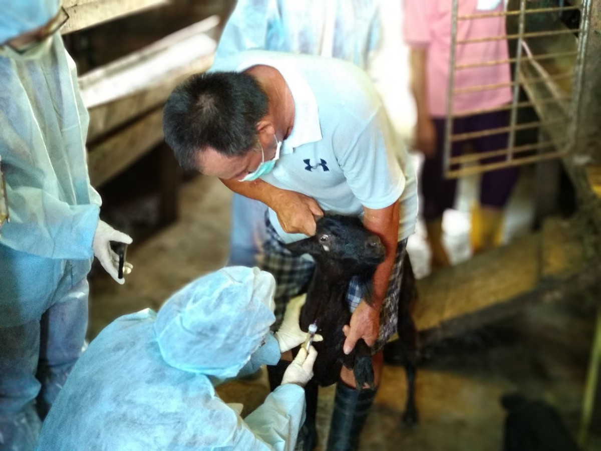 新北市動保處獸醫師替羊隻執行抽血檢測疾病。 圖：新北市動保處提供